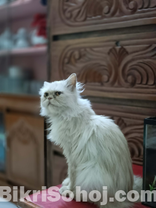 পাঞ্চ ফেস বিড়াল